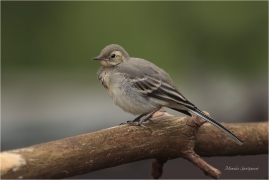 <p>KONIPAS BÍLÝ (Motacilla alba) /White wagtail - Bachstelze/</p>